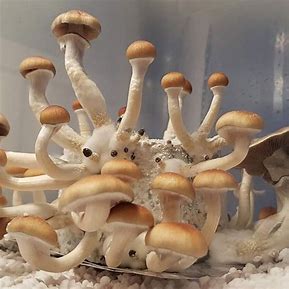 Ksss Mushrooms